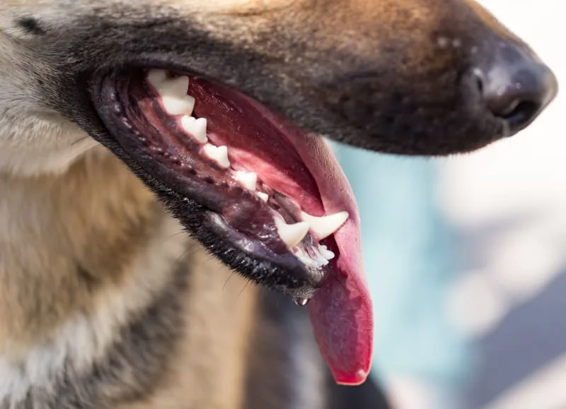 What to Expect From Dog Tooth Extraction