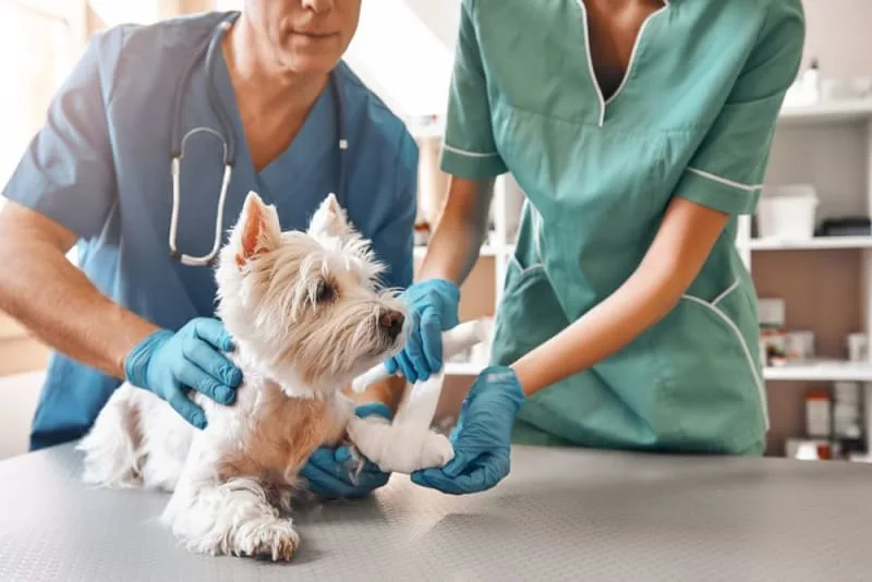 ACL in Dogs