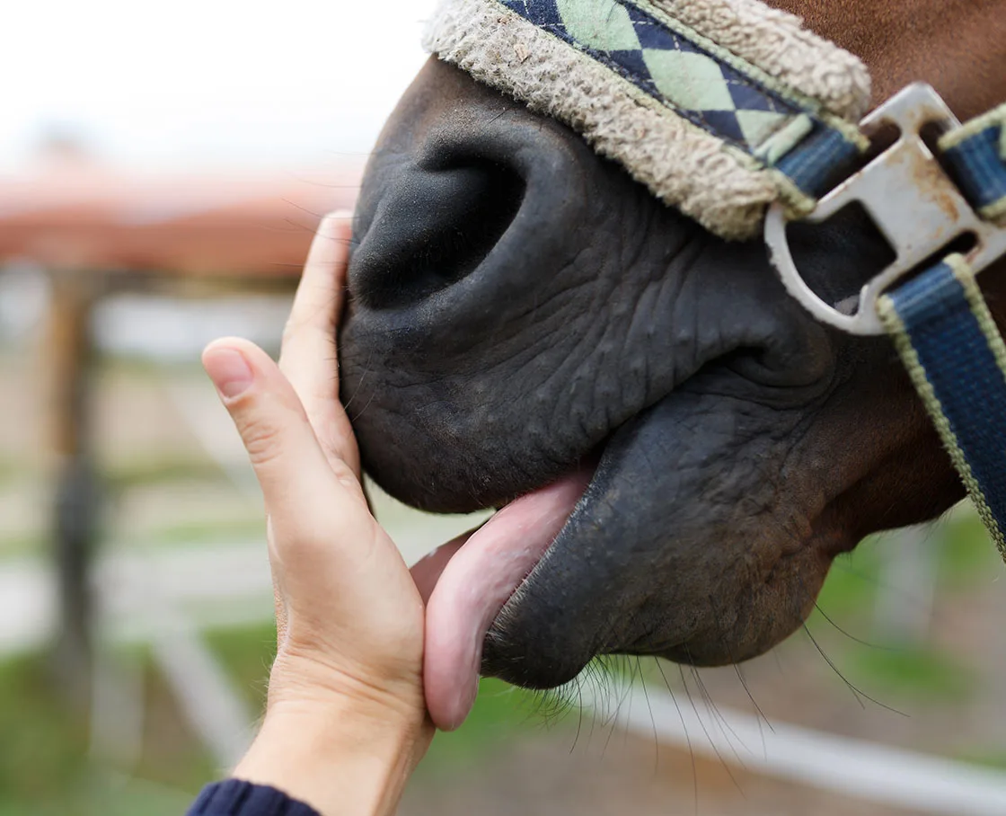 horse licking hand of person