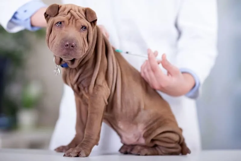 Dog Behavior Change After Vaccination