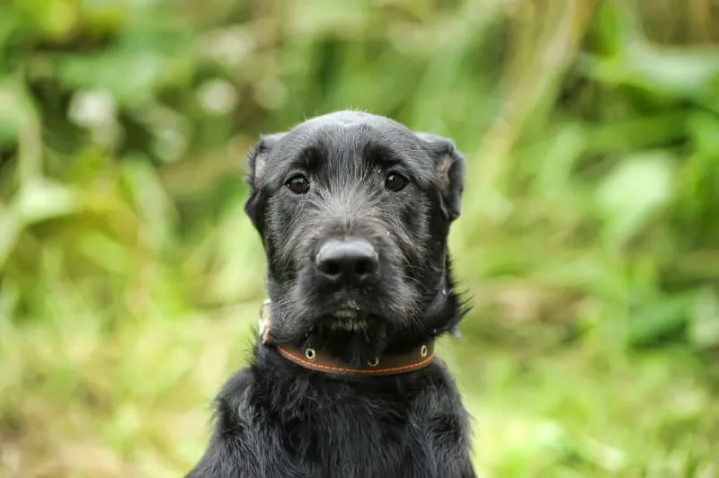 What can you give a dog for pain relief?