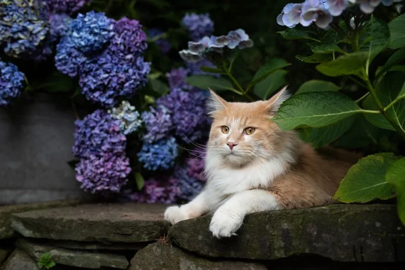 What is the FVRCP vaccine for cats?