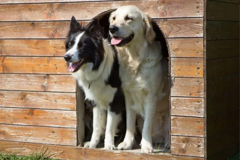 Where to Leave a Dog While on Vacation?