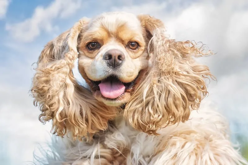 A Guide to Caring For Your Dog's Teeth & Gums