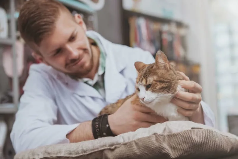 Kitten & Cat Vaccination Schedule