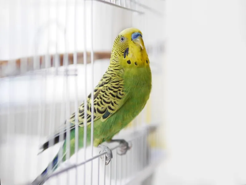 How to Treat a Sick Bird