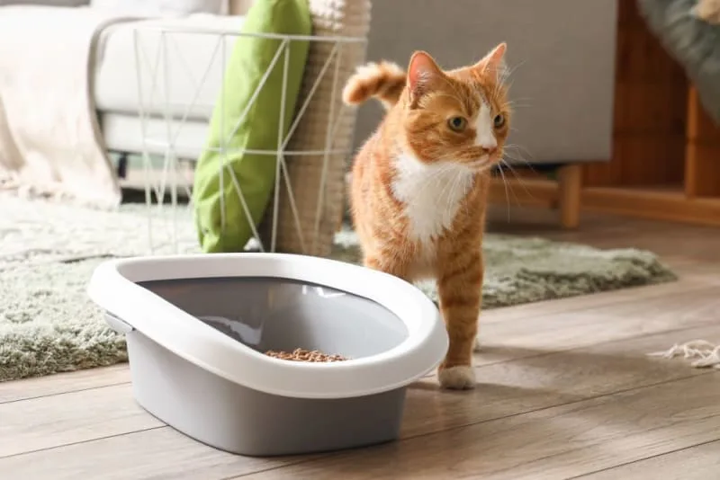 Why Does My Pet Need a Urinalysis?