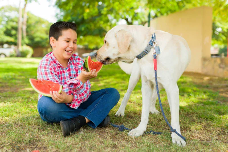 Fruit & Veggies Dogs Can & Can't Eat