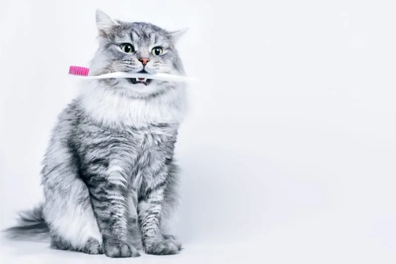 Dental Disease: Oral Health Problems in Cats