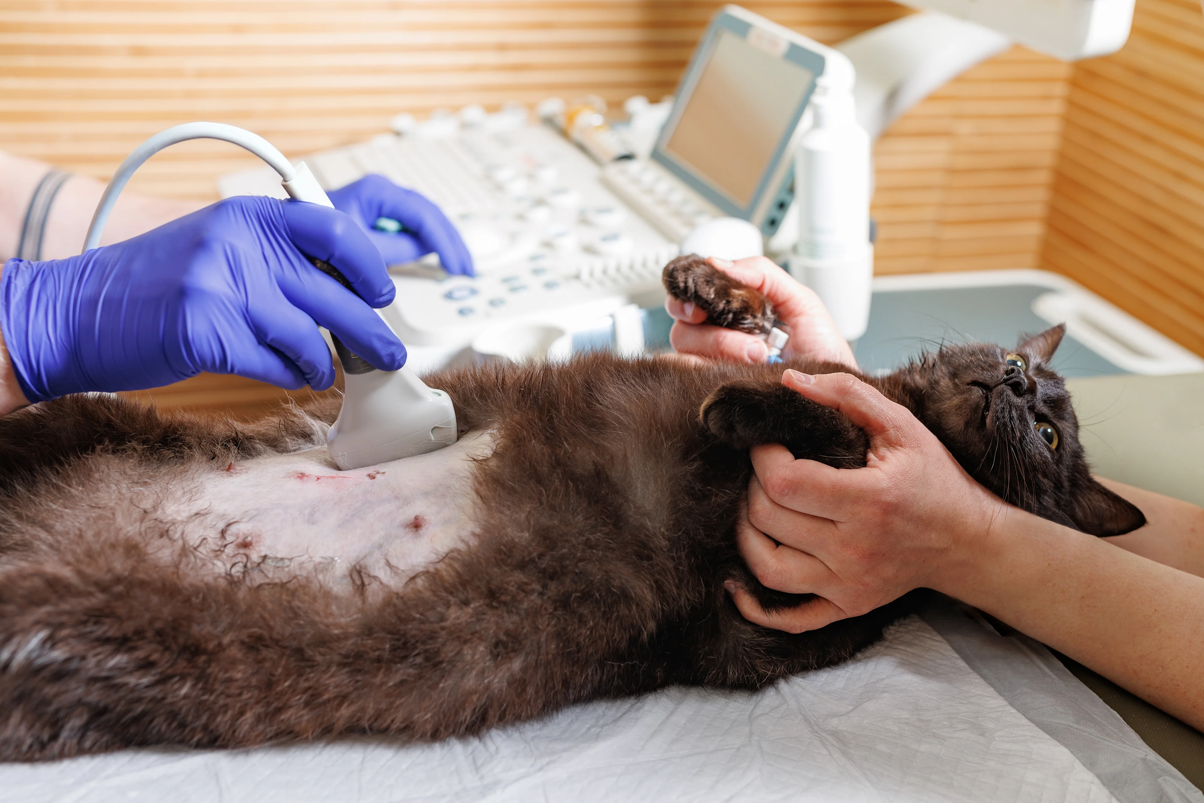 cat getting an ultrasound