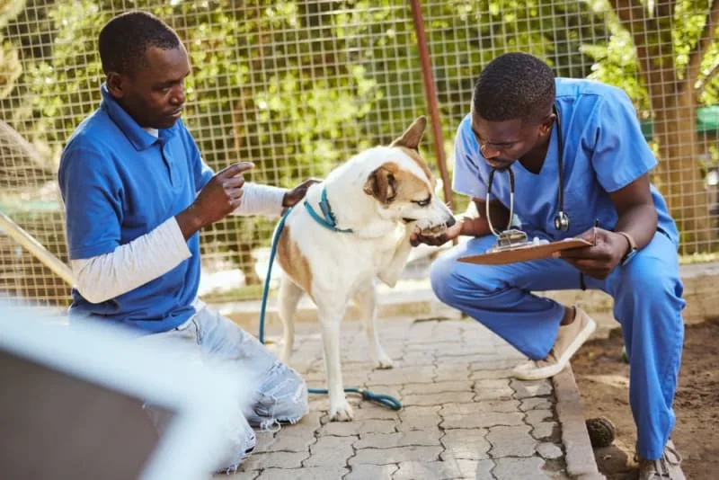 What Is Medical Pet Boarding?