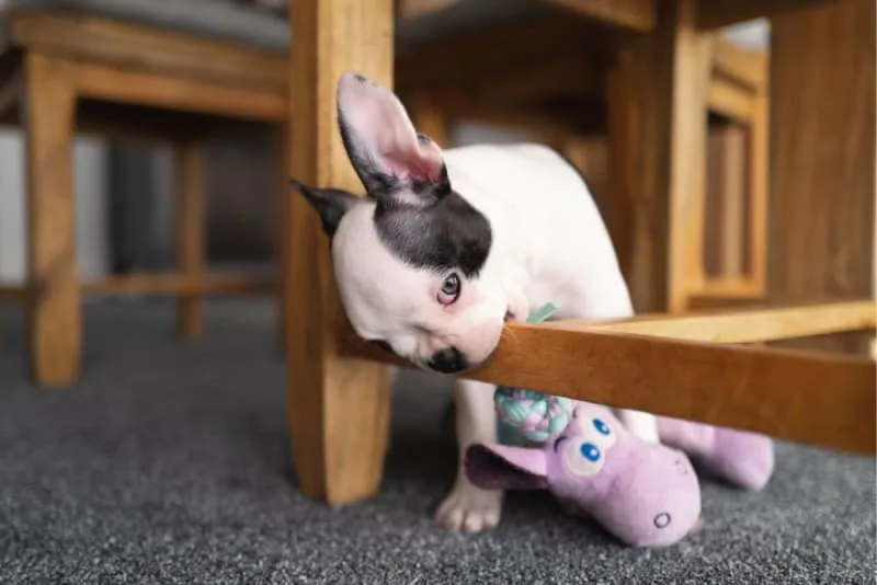 Teething Puppies: Tips & Tricks
