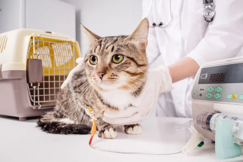 Signs Your Pet Needs Emergency Care & What to Do When They Do