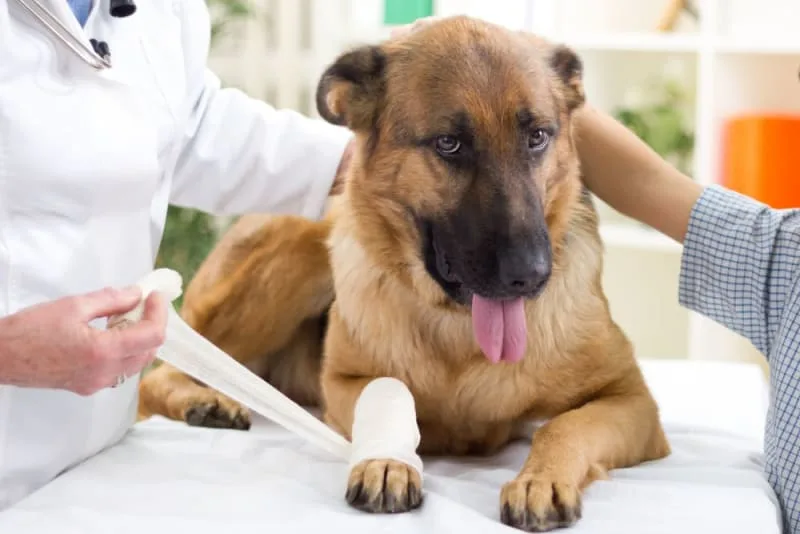 Dog Wound Care & Healing Stages