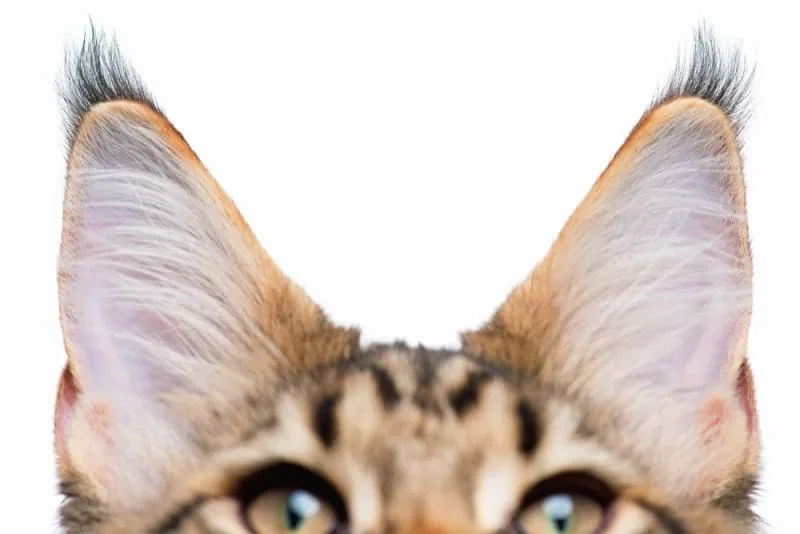 Ear Hematoma Surgery in Cats
