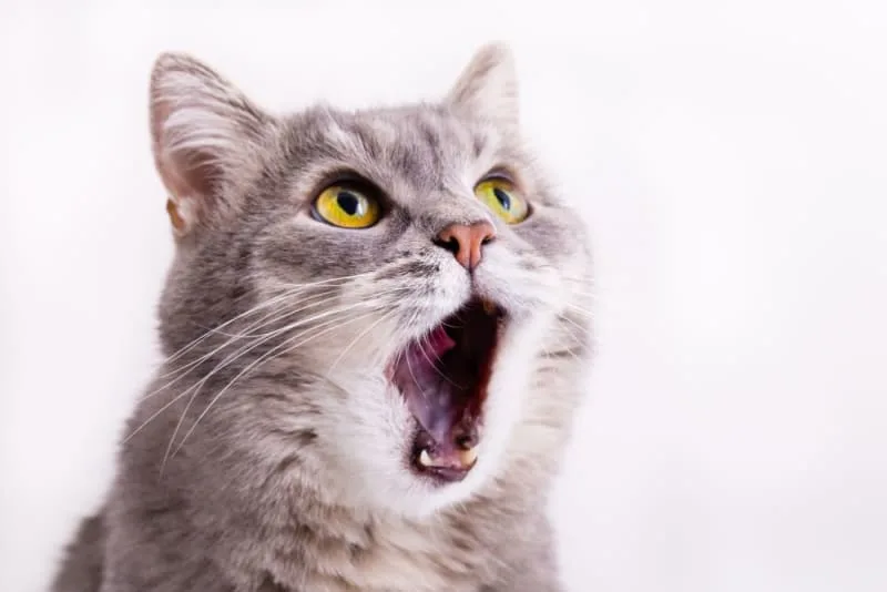 Cat Tooth Extractions: What to Expect & What to Watch For
