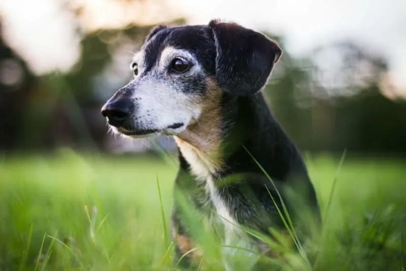 When Is a Dog Considered a Senior?
