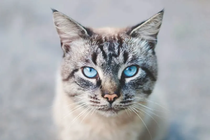 Cataracts in Cats - Symptoms, Causes & Treatments