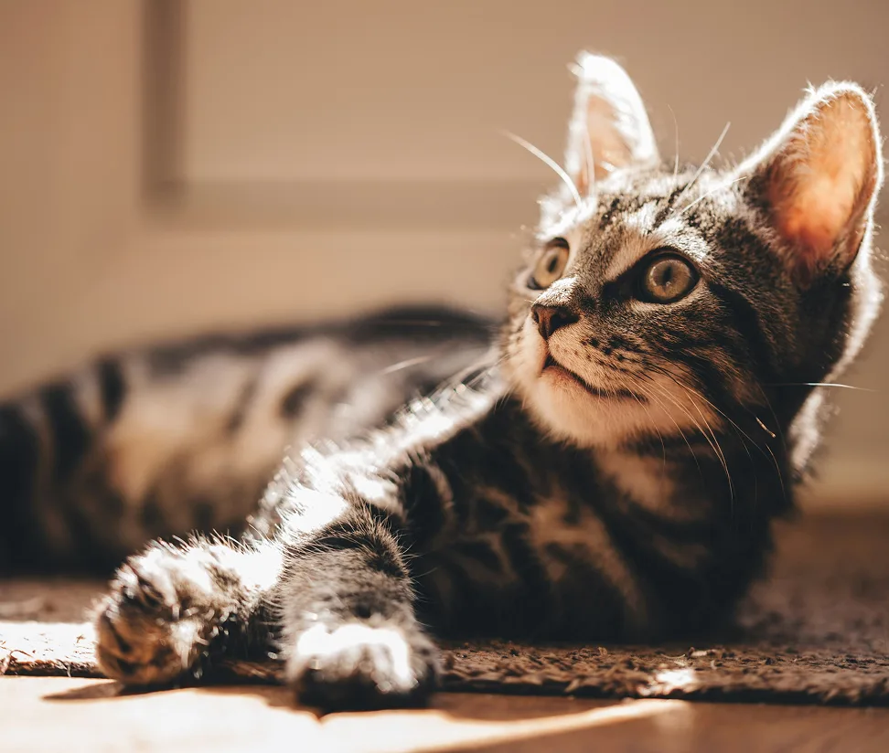 Tabby kitten lying on a rug, looking up in warm sunlight