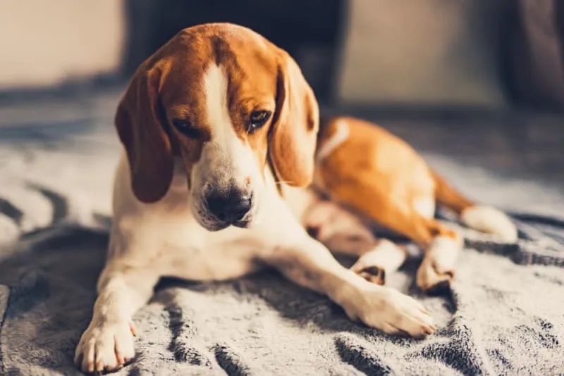 Anxiety & Depression in Dogs: Causes, Symptoms & How to Help