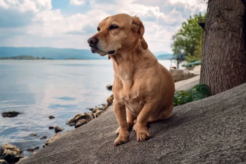 Hookworm in Dogs: Signs, Treatment & Prevention