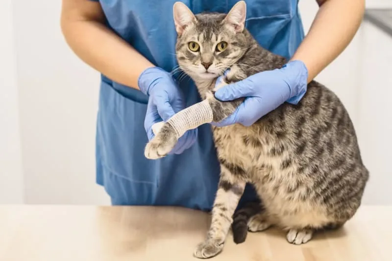 Cat Wound Care