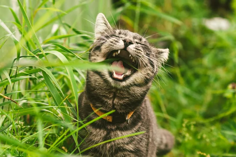 Gingivitis in Cats