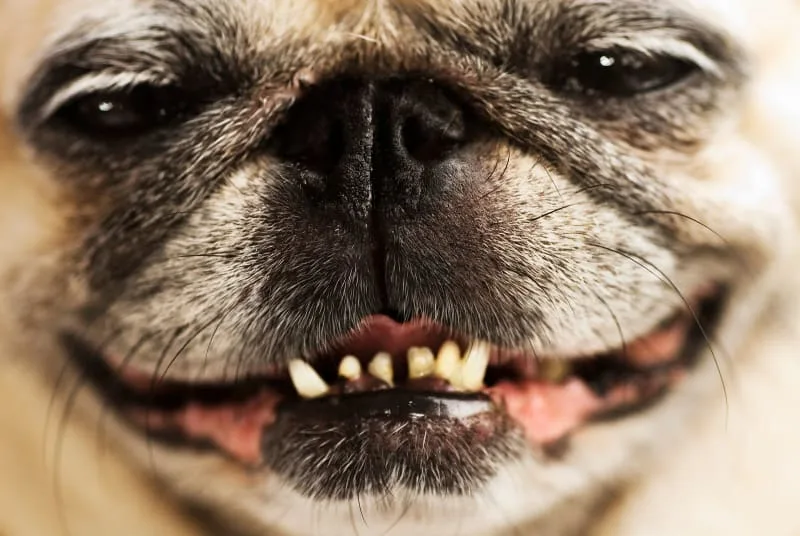 The Consequences of Letting Your Dog's Teeth Rot