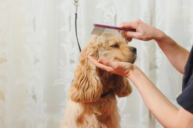 Signs Your Dog Needs Grooming