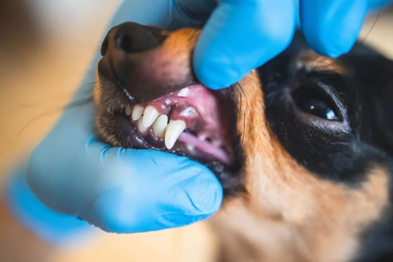 Periodontal Disease in Dogs: How to Stop & Prevent the Condition