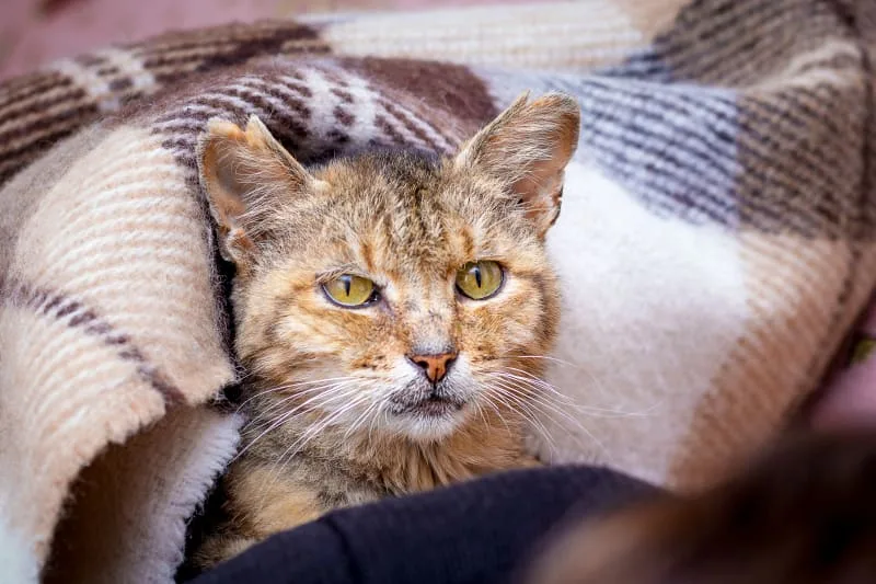 At What Age Is My Cat A Senior?