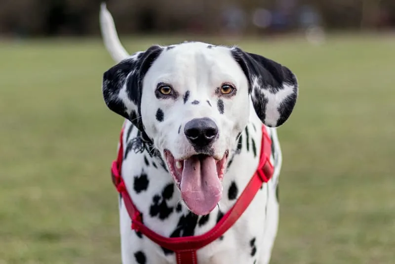 How to Treat Periodontal Disease in Dogs