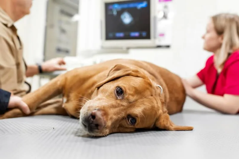 Acute Kidney Failure in Dogs