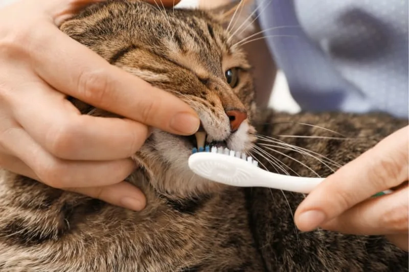Gingivitis in Cats