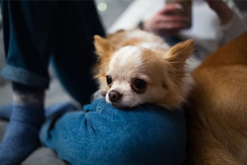 Ear Infection in Dogs