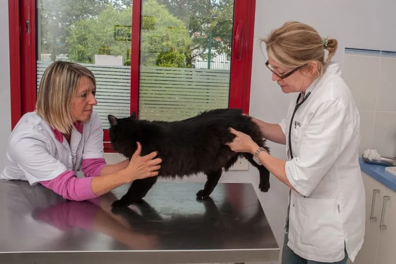 FHO Surgery in Cats
