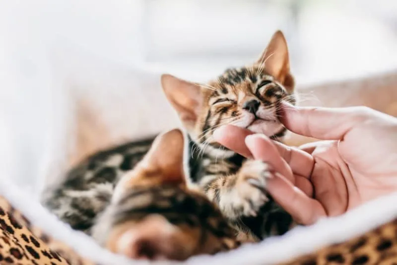 Kitten Teething