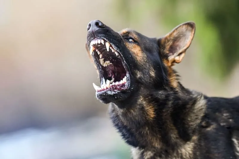 Rabies in Dogs