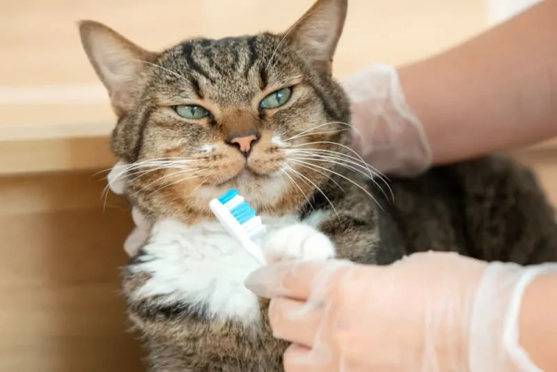 How to Clean Your Cat's Teeth?