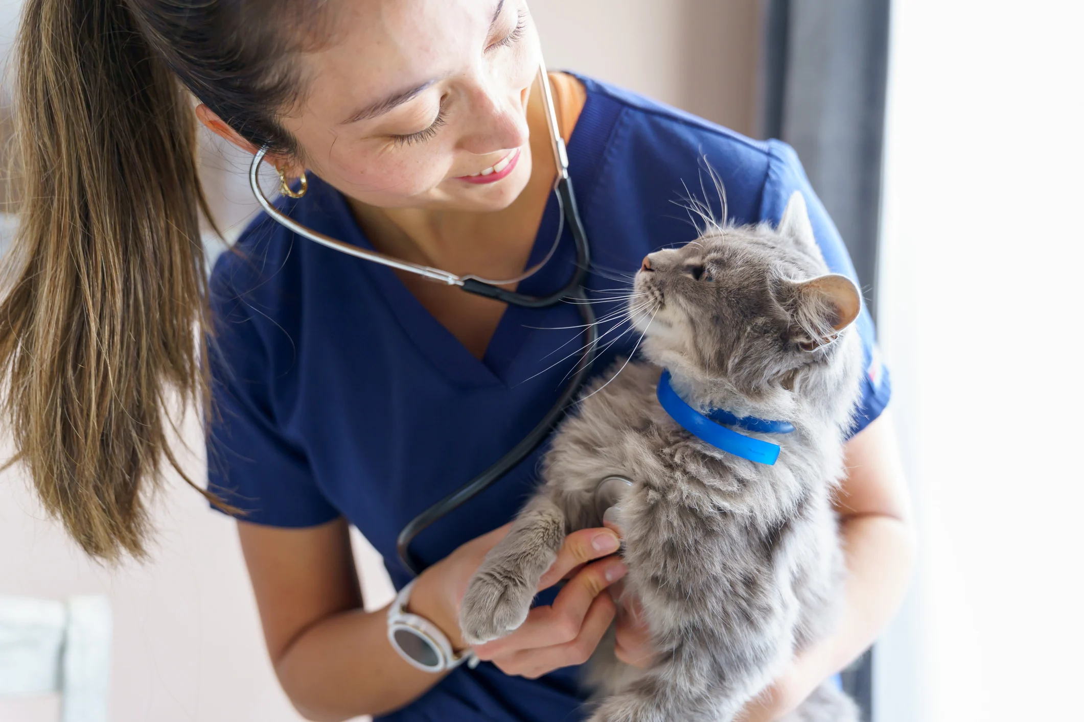 veterinary-internal-medicine