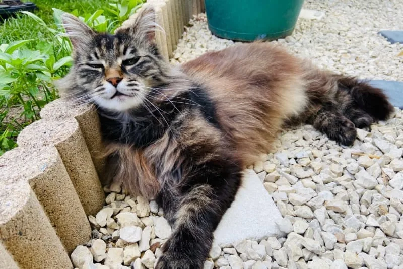 Heatstroke in Cats