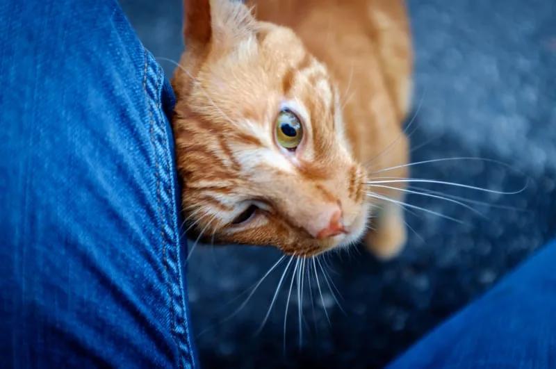 Heavily Breathing Cats - What it Means
