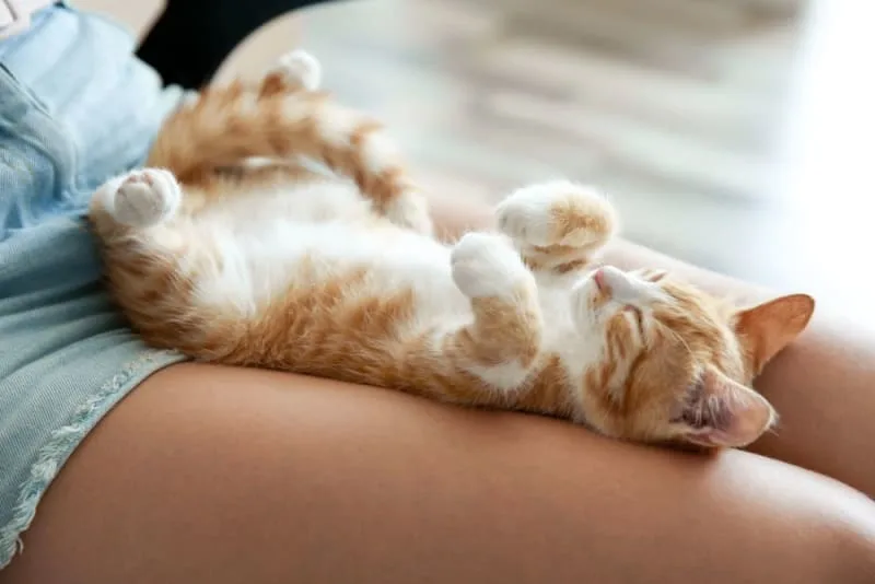 Kitten Age Chart: How to Tell How Old a Kitten Is