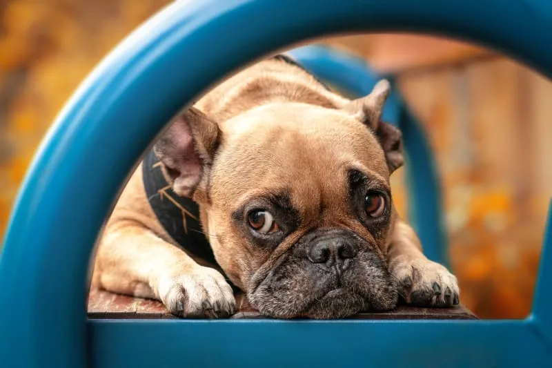 What to do if Your Dog's Ear is Bleeding