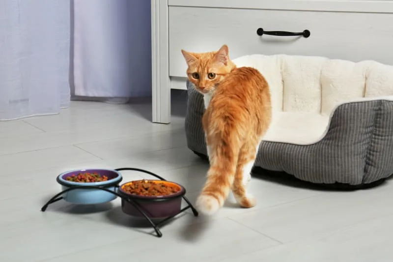 Why Won't My Cat Eat?