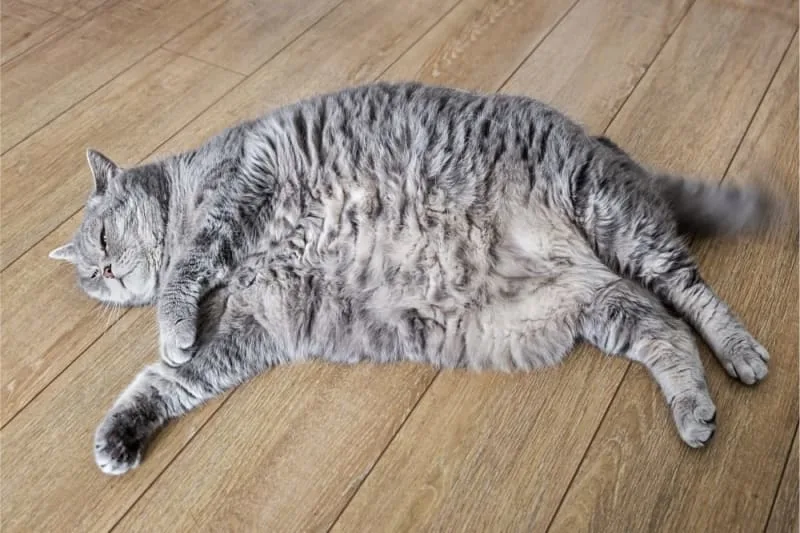 Is my cat overweight?
