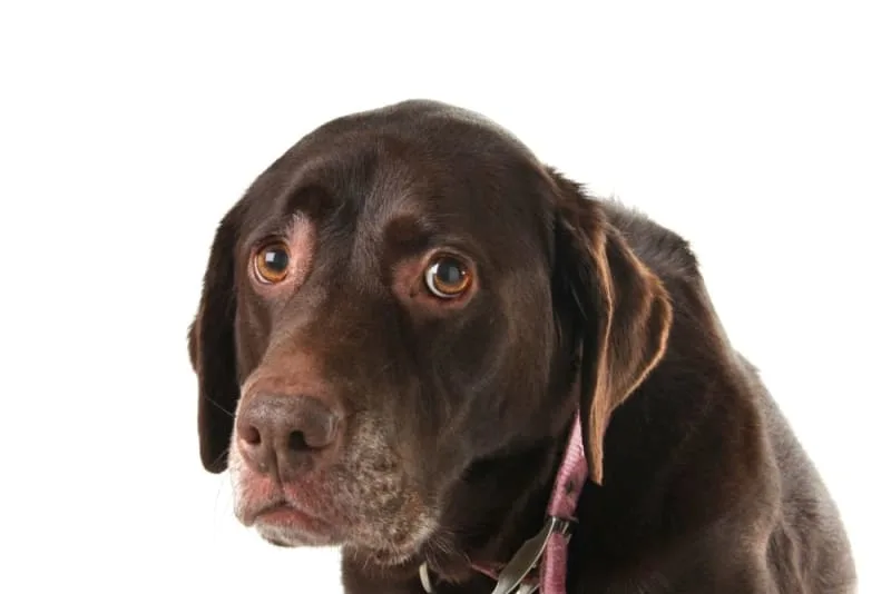 What is Whipworm in dogs? Causes, Treatment & Prevention