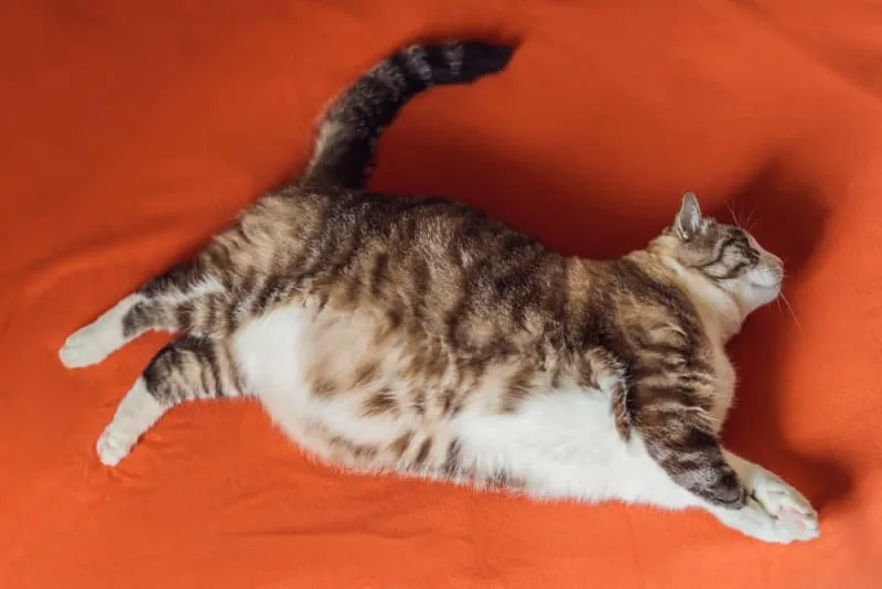 Is Your Cat Overweight? Signs, Symptoms & What to Do