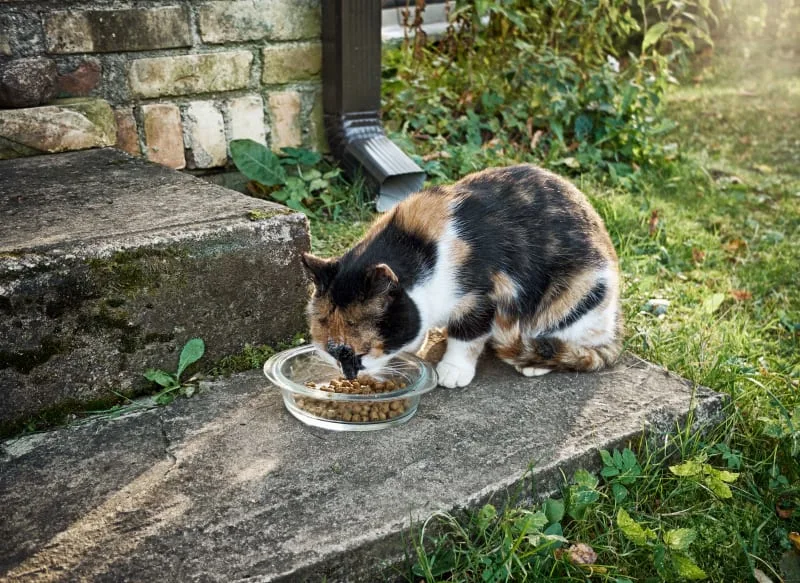 Using Diet to Treat Arthritis in Cats