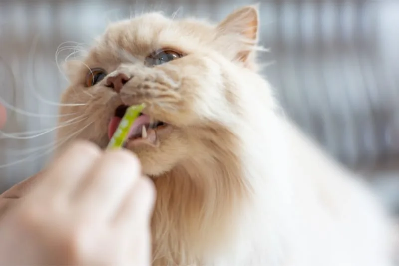 Kitten Teething